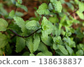 Thai peppermint bush growning. 138638837