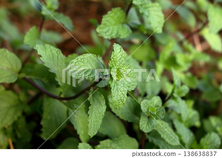 Thai peppermint bush growning. 138638837