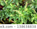 Holy basil blooming and leaves bush. 138638838