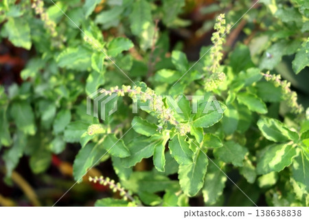 Holy basil blooming and leaves bush. 138638838