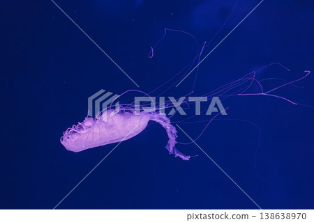 underwater photos of jellyfish chrysaora quinquecirrha jellyfish the atlantic sea nettle underwater photos of jellyfish chrysaora quinquecirrha jellyfish the atlantic sea nettle 138638970