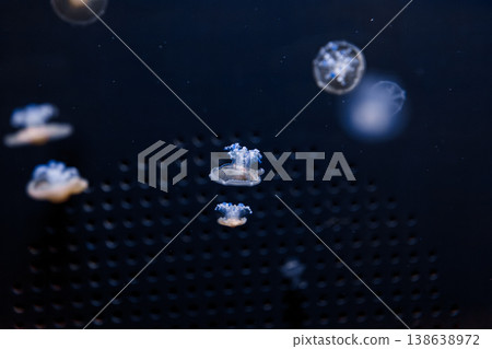 underwater photos of mediterranean jellyfish Cotylorhiza tuberculata underwater photos of mediterranean jellyfish Cotylorhiza tuberculata 138638972