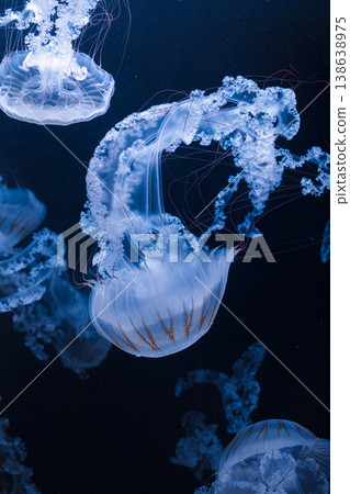 underwater photos of jellyfish chrysaora plocamia south america sea nettle 138638975