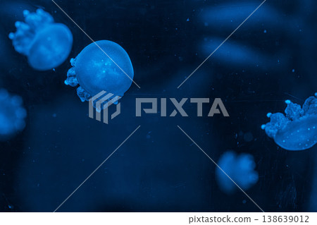 underwater photography jellyfish Phyllorhiza punctata, Australian spotted jellyfish underwater photography jellyfish Phyllorhiza punctata, Australian spotted jellyfish 138639012