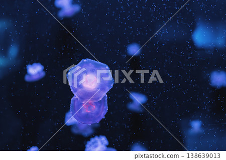 underwater photography jellyfish Cotylorhiza tuberculata, Mediterranean jellyfish 138639013
