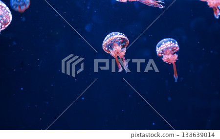 underwater photography jellyfish mastigias papua, spotted jelly, lagoon jelly, golden medusa underwater photography jellyfish mastigias papua, spotted jelly, lagoon jelly, golden medusa 138639014