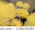 The yellow Cornelian cherry blossoms began to bloom in the sunny month of March. 138639385