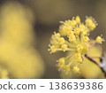 The yellow Cornelian cherry blossoms began to bloom in the sunny month of March. 138639386