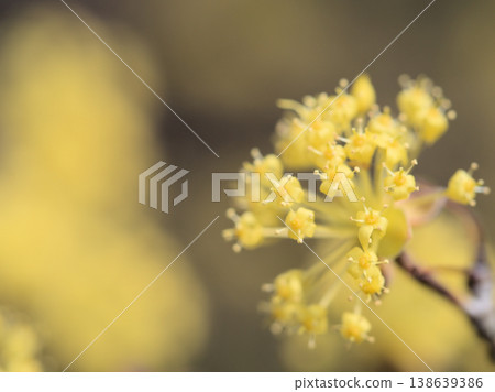 The yellow Cornelian cherry blossoms began to bloom in the sunny month of March. 138639386