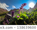 Purple alpine wildflowers blooming in Mynzhylky, Tian Shan. Scenic mountain landscape of Kazakhstan with summer flora and bright sun. 138639600