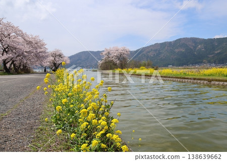 ◇洋後湖及洋後水道週邊的櫻花美景(滋賀縣長濱市洋後町) ◇洋後湖及洋後水道週邊的櫻花美景(滋賀縣長濱市洋後町) 138639662