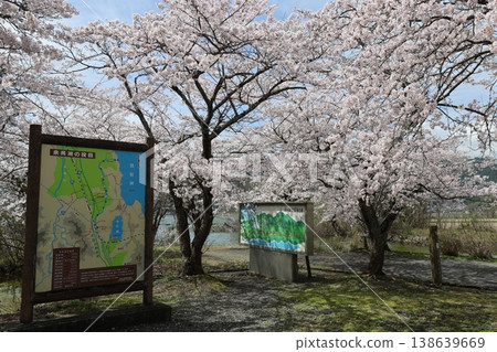 ◇洋後湖及洋後水道週邊的櫻花美景(滋賀縣長濱市洋後町) ◇洋後湖及洋後水道週邊的櫻花美景(滋賀縣長濱市洋後町) 138639669