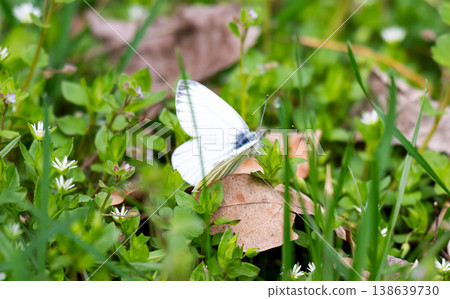 A cabbage butterfly in a meadow 138639730