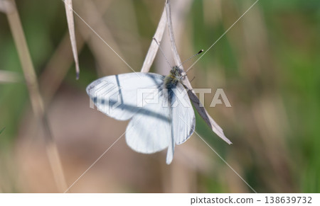 A cabbage butterfly in a meadow A cabbage butterfly in a meadow 138639732