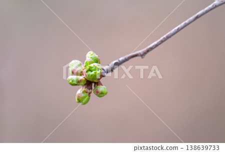 green buds on a cherry branch green buds on a cherry branch 138639733