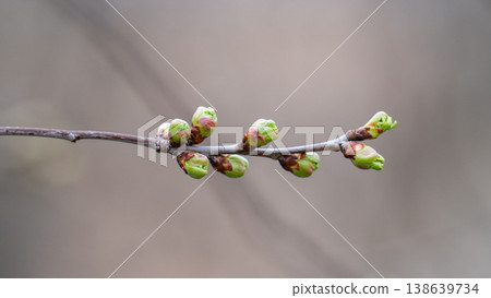 green buds on a cherry branch green buds on a cherry branch 138639734