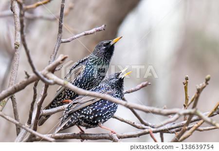 photo of a blackbird on a tree 138639754