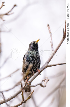 photo of a blackbird on a tree photo of a blackbird on a tree 138639756