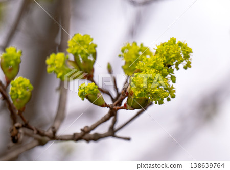maple tree blooming in spring maple tree blooming in spring 138639764