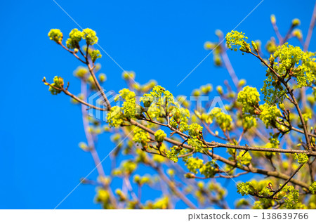 maple tree blooming in spring 138639766