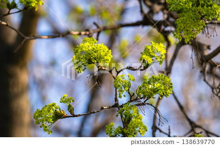 maple tree blooming in spring 138639770