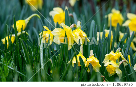 A photo of yellow daffodils in a flowerbed 138639780