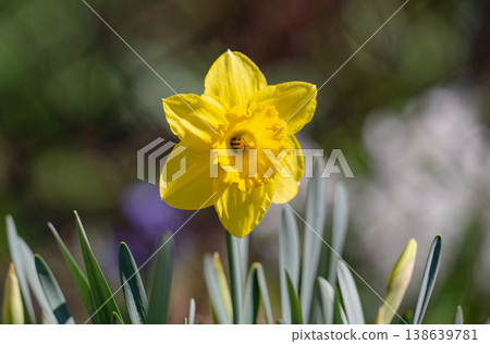 A photo of yellow daffodils in a flowerbed 138639781