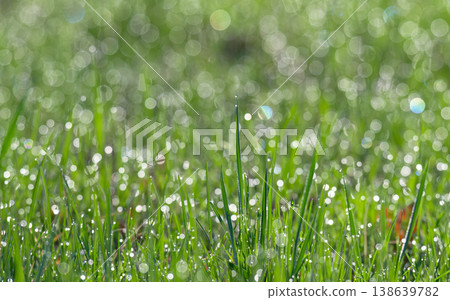 green grass with dew early in the morning green grass with dew early in the morning 138639782