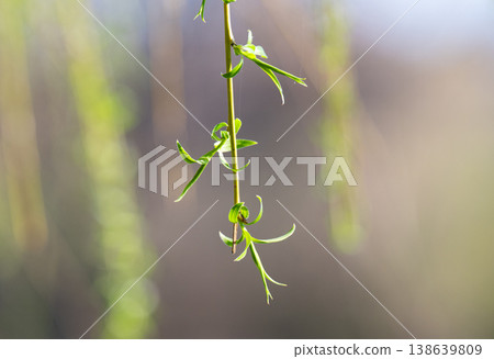 photo of a blossoming willow in spring 138639809