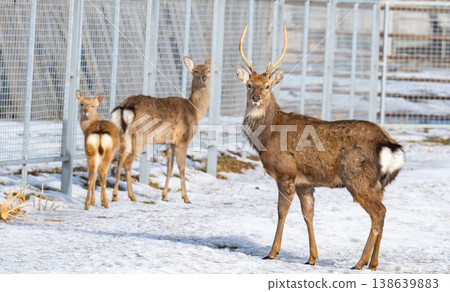 Photo of deer at the zoo Photo of deer at the zoo 138639883