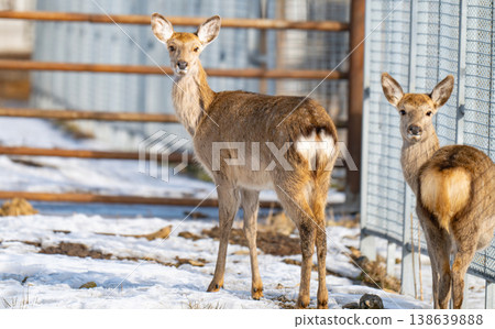 Photo of deer at the zoo Photo of deer at the zoo 138639888