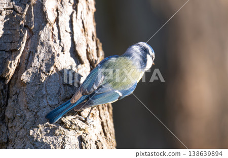 photo of a blue tit 138639894