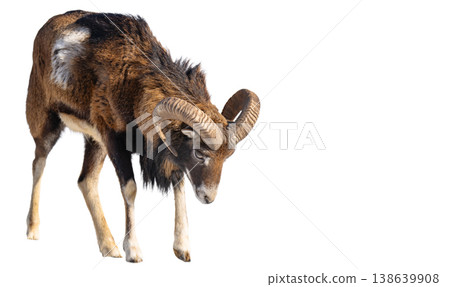 A photo of a ram isolated A photo of a ram isolated 138639908