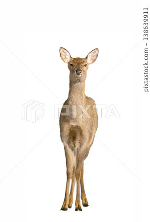 deer isolated on a white background 138639911