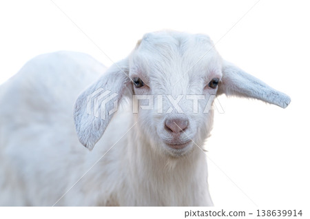 A photo of a goat isolated A photo of a goat isolated 138639914