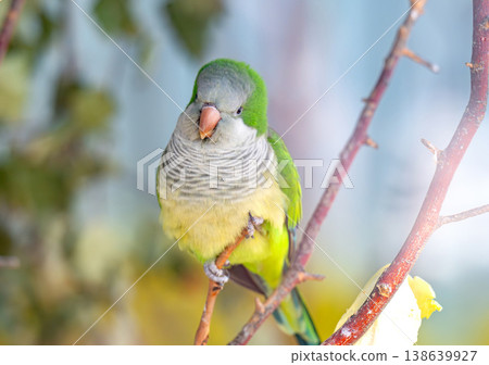 photo of a green parrot photo of a green parrot 138639927