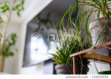 架上擺放著盆栽植物和電視機。 架上擺放著盆栽植物和電視機。 138639936