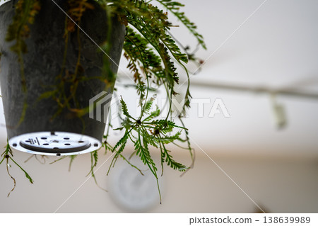 Potted ferns hanging from the ceiling Potted ferns hanging from the ceiling 138639989