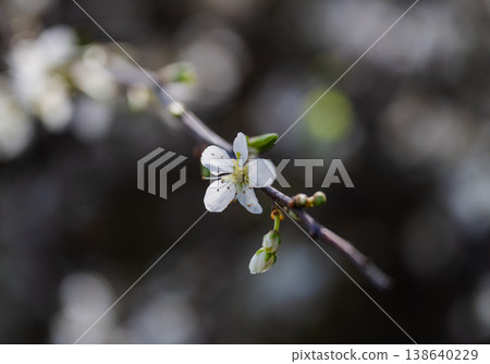 Delicate white blossom on tree branch in spring sunlight with soft bokeh background and fresh seasonal nature concept 138640229