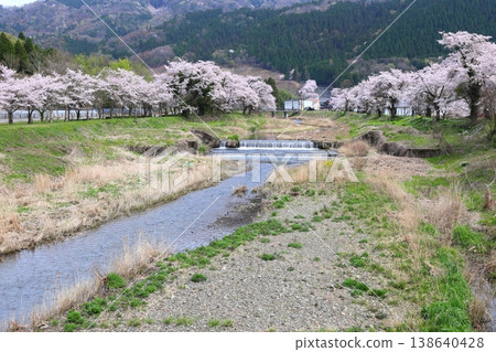 ◇Cherry blossom scenery along the Yogo River (Kinomoto-cho, Nagahama City, Shiga Prefecture, around Kuroda Ohashi Bridge) 138640428