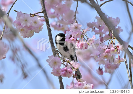 Great tit, cherry blossoms in full bloom, spring scenery Great tit, cherry blossoms in full bloom, spring scenery 138640485