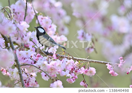 Great tit, cherry blossoms in full bloom, spring scenery Great tit, cherry blossoms in full bloom, spring scenery 138640498