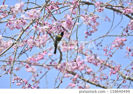 Great tit, cherry blossoms in full bloom, spring scenery Great tit, cherry blossoms in full bloom, spring scenery 138640499