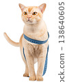 Burmese cat with measuring tape isolated cut out transparent background 138640605