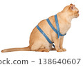 Burmese cat with measuring tape isolated cut out transparent background 138640607