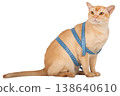 Burmese cat with measuring tape isolated cut out transparent background 138640610