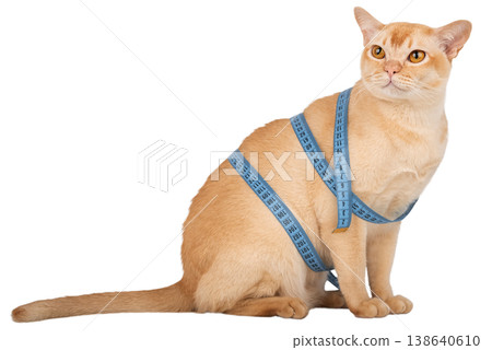 Burmese cat with measuring tape isolated cut out transparent background Burmese cat with measuring tape isolated cut out transparent background 138640610