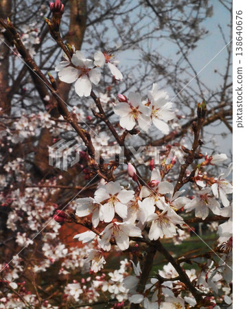 Edohigan cherry blossoms (white blossoms and pink buds) bathed in dappled sunlight. 138640676