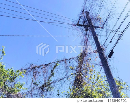 A utility pole entangled with branches A utility pole entangled with branches 138640701