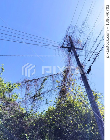 A utility pole entangled with branches 138640702
